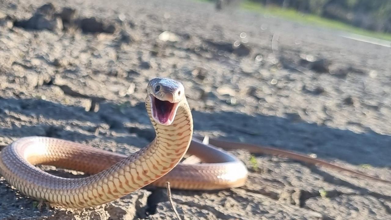 Snakes alive: Mildura under siege by venomous reptiles