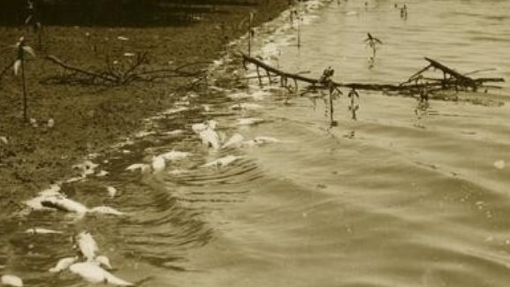 Dead fish floating in the river after the distillery fire, 1936. The environmental impact of the fire included contamination of the river. Source: John Oxley Library, State Library of Queensland