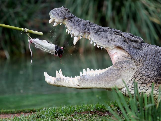 A small snack to take away any thoughts of hunger. Picture: Sue Graham