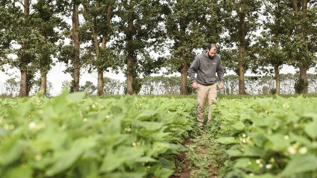 Kane Busch working at his family business Busch Organics, producing organic vegetables. Picture: Dannika Bonser