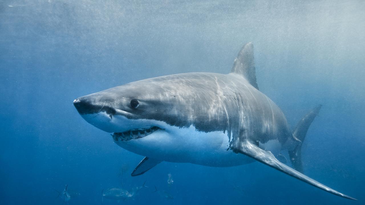 Why are large white sharks attracted to North Coast waters? | Daily ...