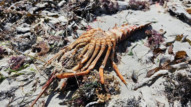 Crustaceans were among the sea creatures to show up dead. Picture: Facebook