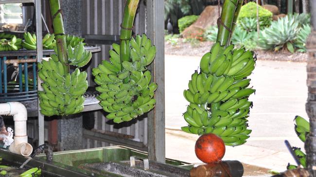 Queensland green bananas can be turned into a ‘superfood’.