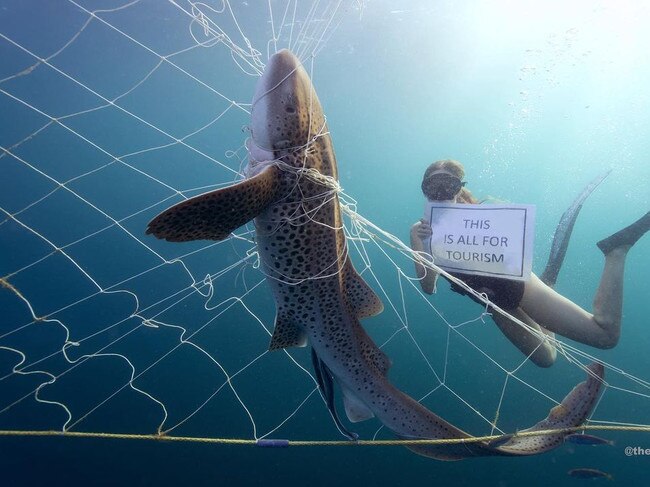 Endangered species such as this leopard shark are often caught in the nets. Photo: Instagram/TheSharkNetFilm