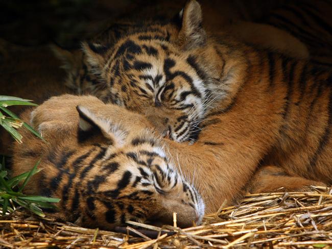 How zoo animals keep warm in Melbourne’s winter | Herald Sun