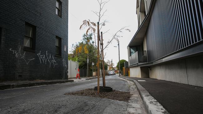 Port Phillip was asked to fix a pothole in the middle of a St Kilda street but planted a tree instead. Picture: George Salpigtidis