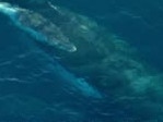 Incredible footage of freed whales