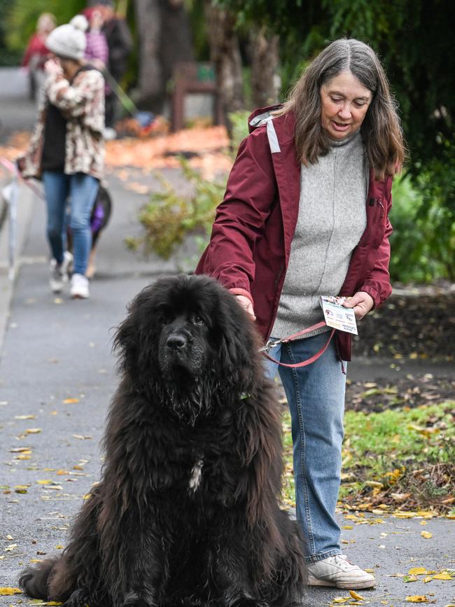 Million Paws Walk at Adelaide Botanic Gardens. Picture: Brenton Edwards