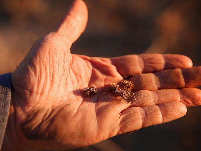 His sheep are earing clover burr’s in desperation. Picture: Sam Ruttyn