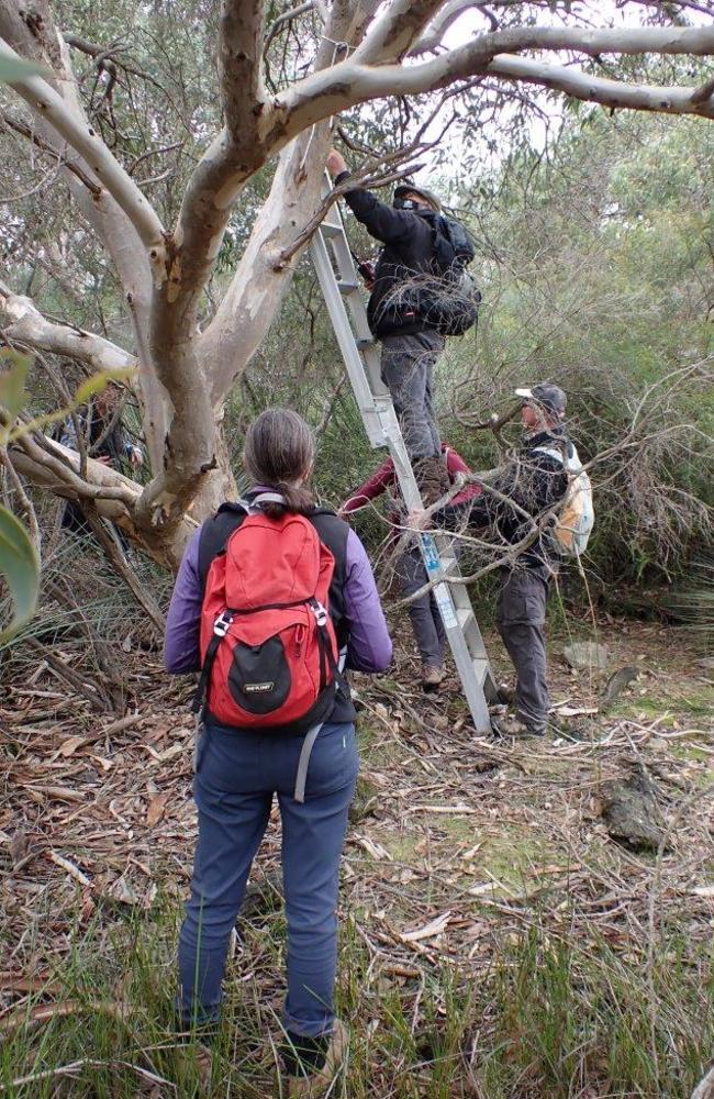 The bat and pygmy-possum nest box project is a collaborative effort of several organisations. including Kangaroo Island Conservation Landowners Association. The project is set up scientifically so that experts can learn the value of nest boxes in post-bushfire recovery. There are strict protocols for data collection, biosecurity, safety, and volunteer training. Picture: S. Petit