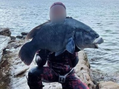 Spearfisherman could have been fined up to $22,000 for killing blue groper in Sydney's south.