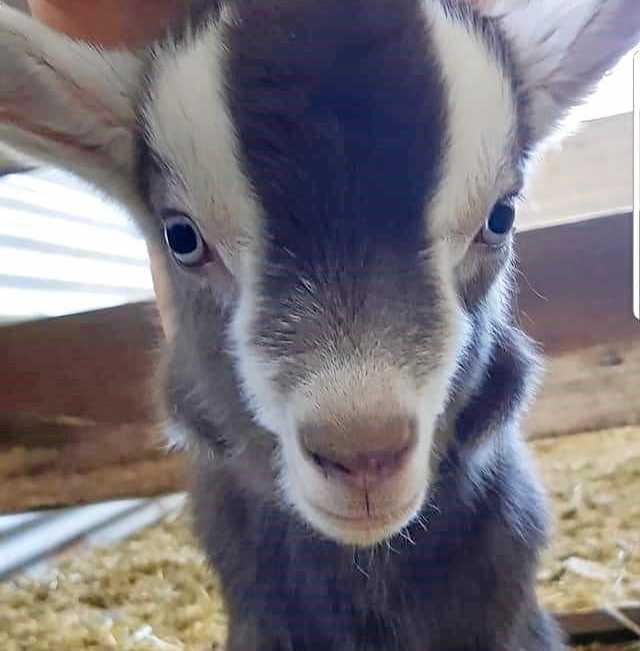 Wamuran business Little White Goat Cheese. Picture: Contributed