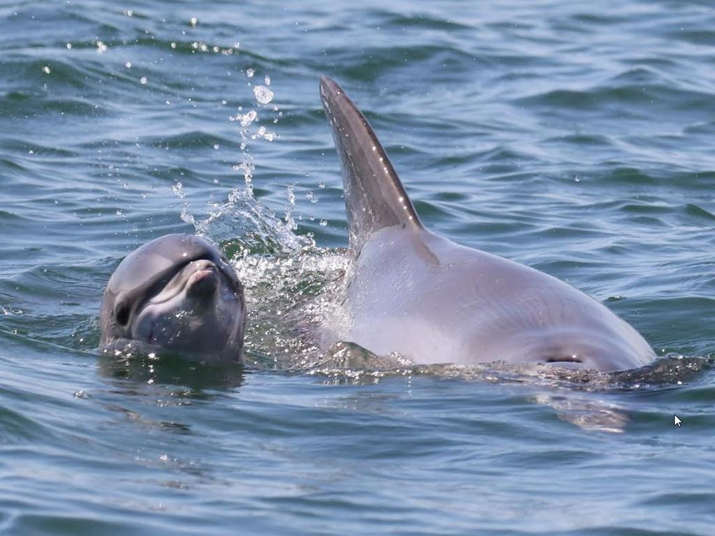 Port River dolphins | The Advertiser