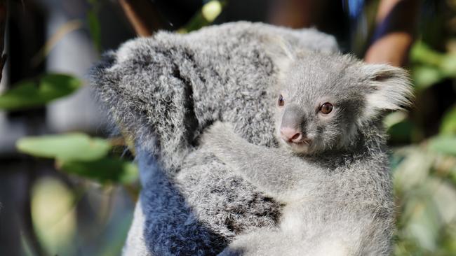 More than 33 per cent of the land will be preserved for koala corridors, parks and natural bush.