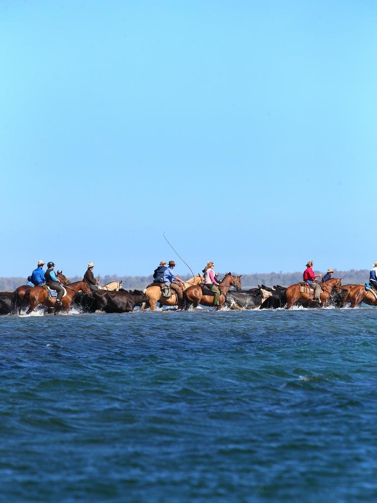 The Snake Island Cattlemens Association conduct tours where people can drive cattle across through the water onto the island, providing a unique horse riding experience. Picture: Andy Rogers