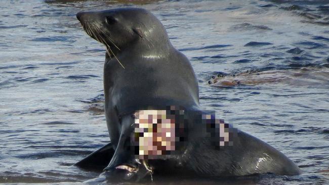 A seal suffers from a gruesome injury. Picture: Blaze Roberts Photography