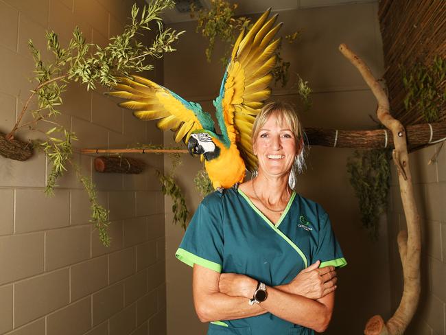 Dr Ingrid Huisman is an exotic avian veterinarian specialist at Greencross Vets in Townsville. Pictured here with eight-year-old blue and gold macaw, Ruckus. Picture: Shae Beplate.