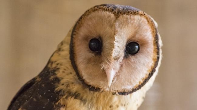 The endangered Tasmanian Masked Owl.