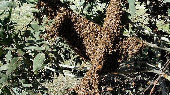 Verroa mite can wipe out wild beehives and nests, with surviving bees often taking to managed hives and spreading the mite.