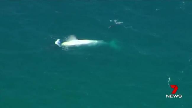 Migaloo the white whale cruising in Gold Coast waters. Vision: 7 News Gold Coast