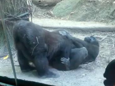 Onlookers shocked by gorilla sex show