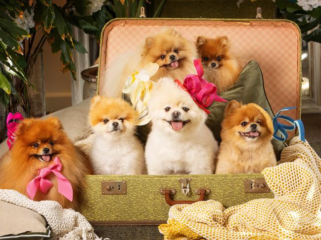 The Pomeranians of Gamble Breaux. Picture: Mark Stewart