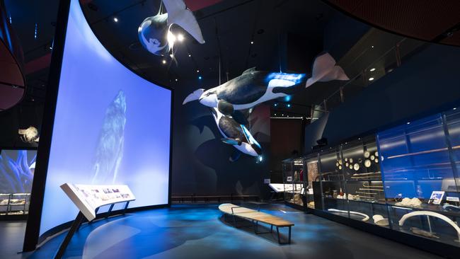 Life-sized models of three Orcas known as Old Tom, Humpy, and Kinscher on display in the new Great Southern Land Gallery at the National Museum of Australia. Picture: Martin Ollman