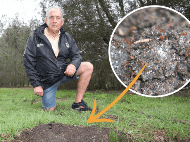 Ron Whitmore, discovered an active fire ants nest in Emerald Lakes, reported it, but nothing has been done. Picture Glenn Hampson