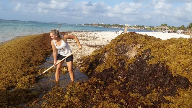 This is the life — shovelling seaweed on the beach in Mexico.