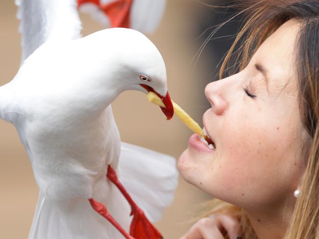 A Hungry Sea Gull stealing a chip from Daily Telegraph video journalist Yvette King outside McDonalds in Circular Quay.