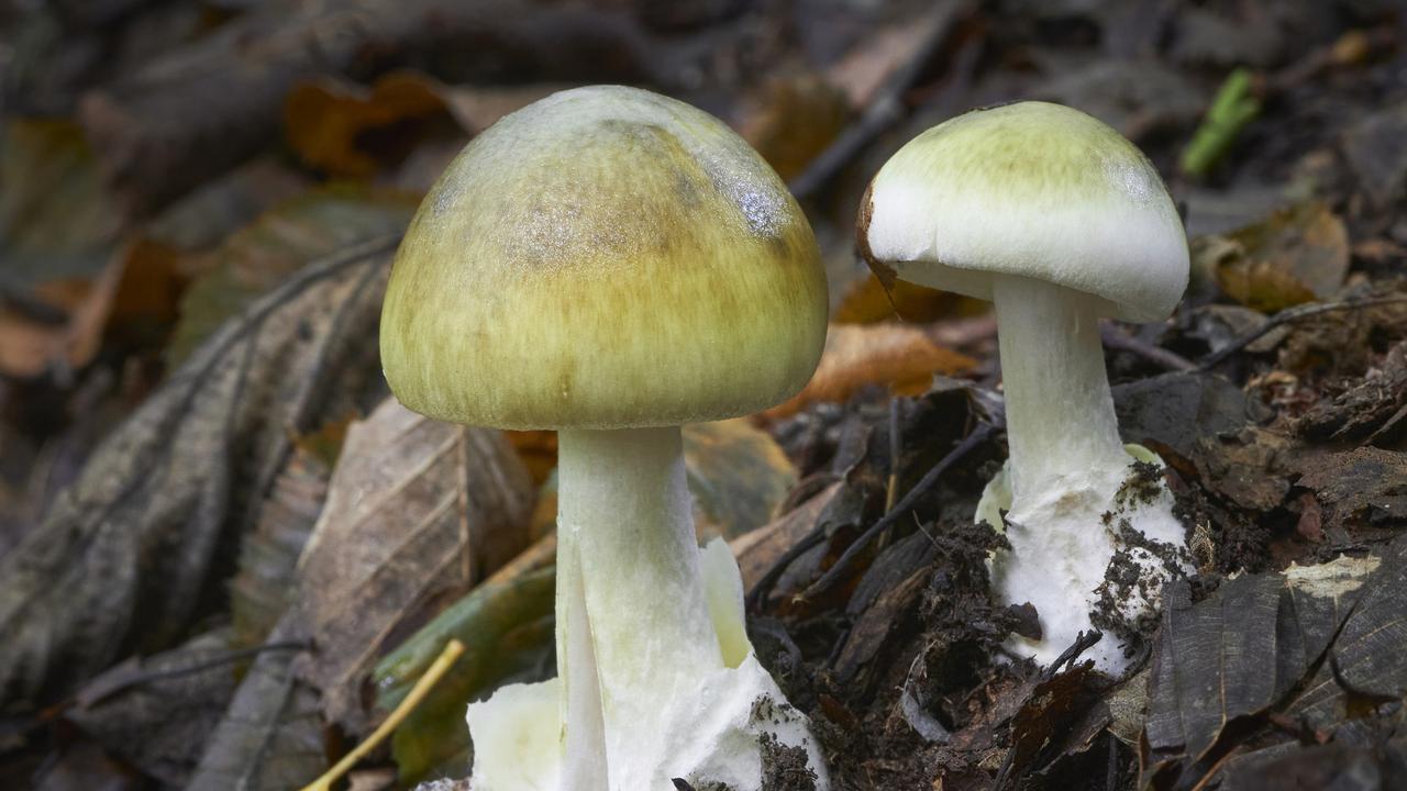 ‘Risk of poisoning’: Chilling health warning