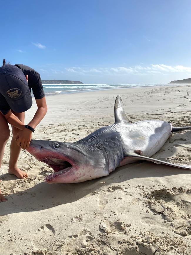 Amy Halloran found this Shortfin Mako Shark washed up in Coffin Bay. Picture: Amy Halloran