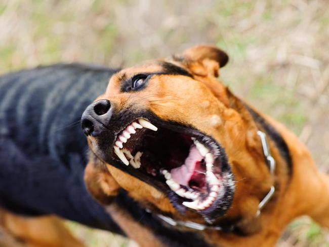 There is a growing number of dog attacks in our region. Picture: IStock