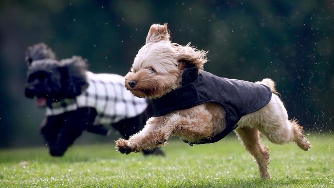 Winter dog coat sales have skyrocketed in the city as Melbourne dog owners pander to their pooches in the biting winter cold. Picture: Toby Zerna