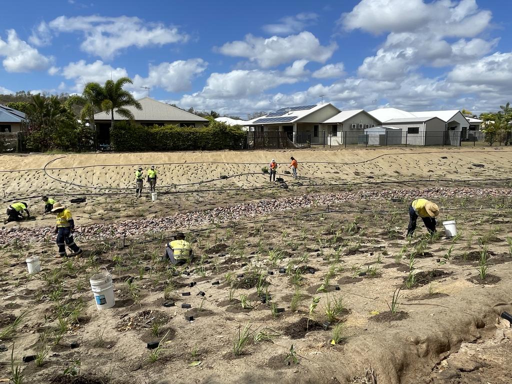 An estimated 70 workers are planting 97,000 grasses and trees for the Bushland Beach naturalisation project. Picture: Leighton Smith.