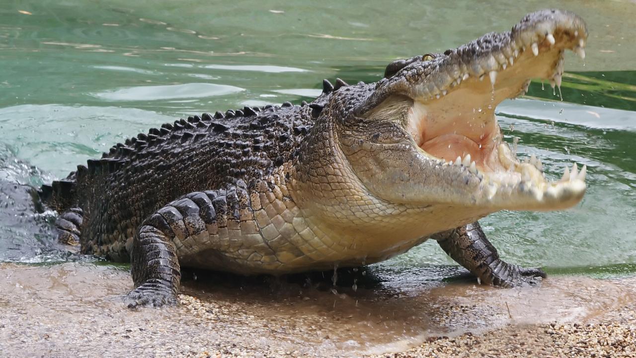 ‘love Language’ Of Crocodiles Uncovered In Research At Australia Zoo 