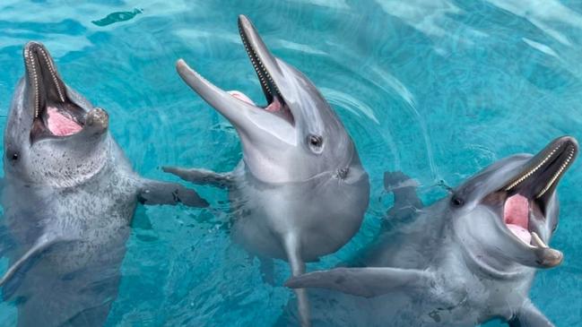 Dolphin Marine Conservation Park has been forced into voluntary administration. Picture: Facebook