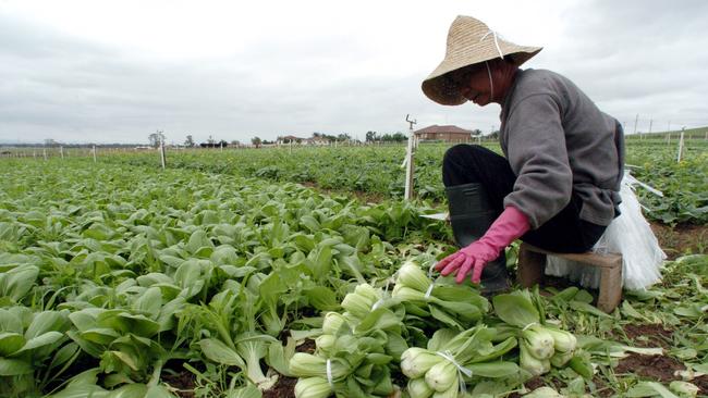 Workers harvest Asian vegetables on a farm at Kemps Creek in Sydney's west.