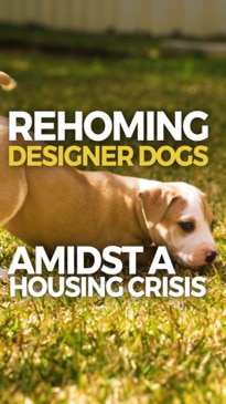 Rehoming designer dogs amidst housing crisis