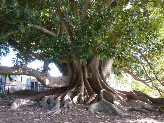 20 fig trees in Perth will be killed. Picture: Dean Nicolle