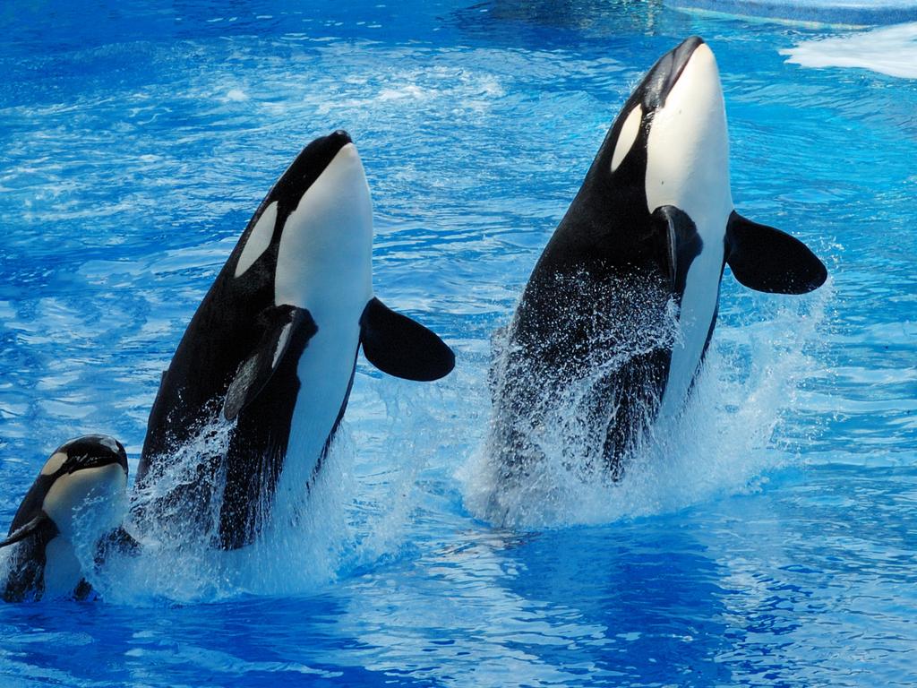 Expedia has banned travel holidays to see captive dolphins and whales perform.