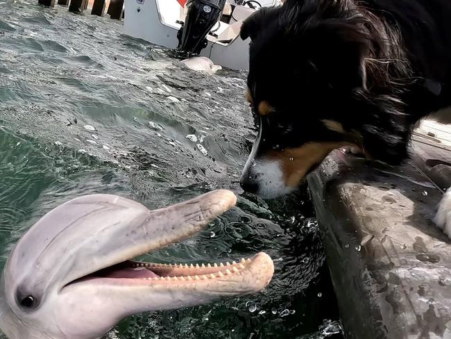 Indy and her dolphin best friend. Picture: Instagram @twobods_andadog