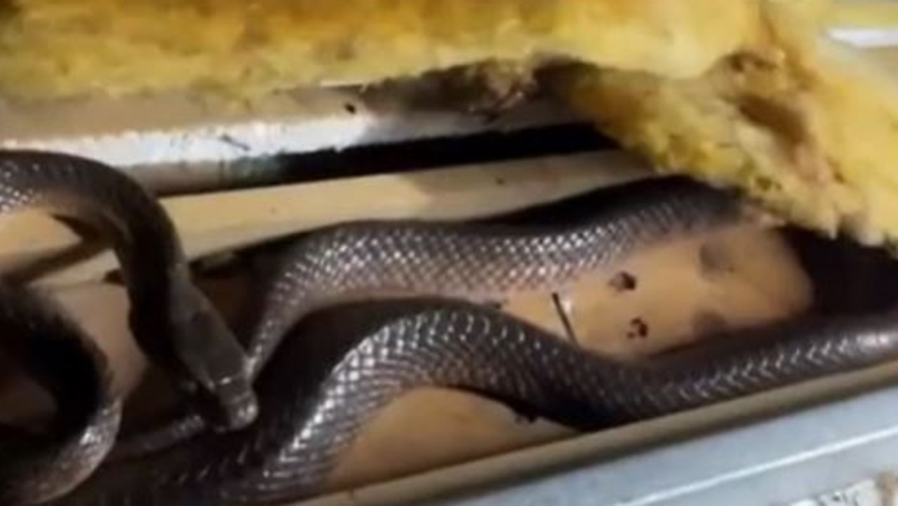 One of the snakes found by the snake catcher. Picture: Stuart McKenzie via Storyful