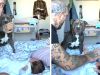 Dad provokes American Bully into 'protecting' newborn