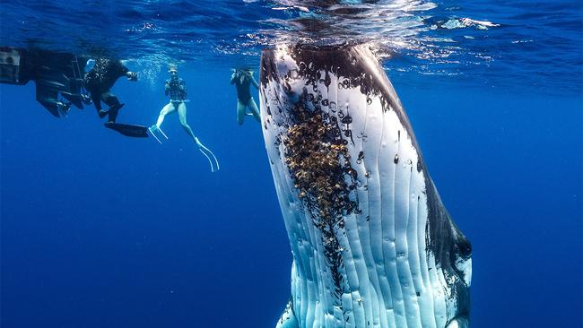 Swimming with humpback whales in Tonga. Picture: Todd Thimios
