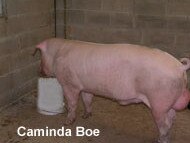 One of four photos on the Premier Pig Genetics web site that show clean, healthy pigs in spacious pens. This one is named Caminda Boe, but it is not known if it is the same Boe or not featured in a video released by Animal Liberation Queensland. Picture: premierpig.com.au