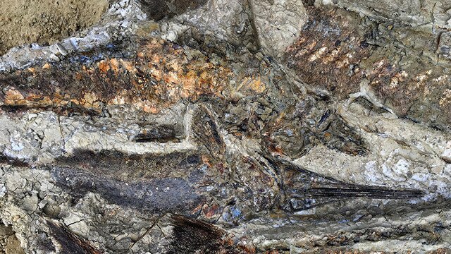 Fossil fish from the Tanis site (Foto courtesy Robert DePalma)