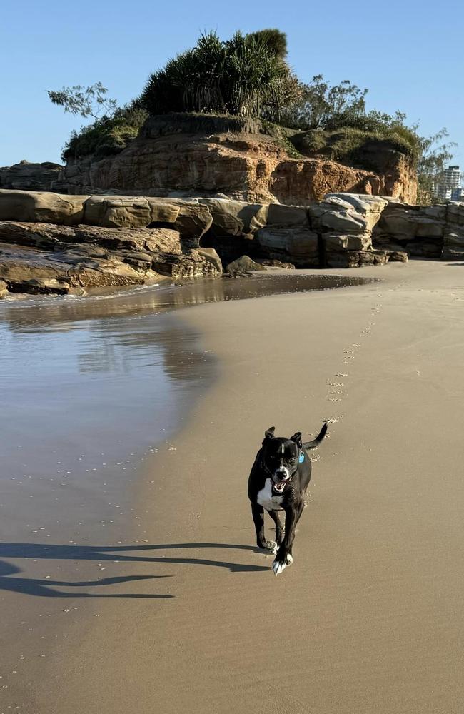 The North Shore Dog Beach at Mudjimba is a great place for dogs (and people) to stretch their legs.