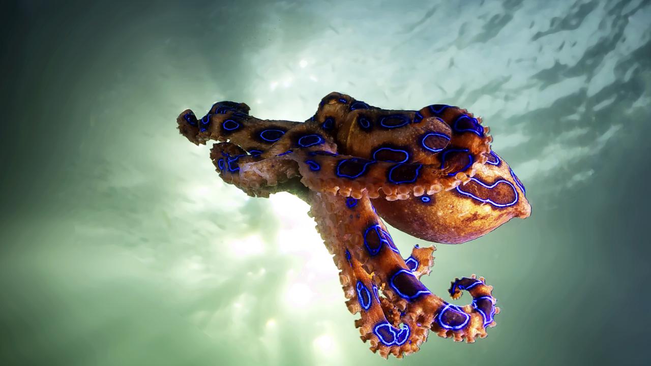 Poisonous blue ringed octopus hides in seashell in Western Australia KidsNews