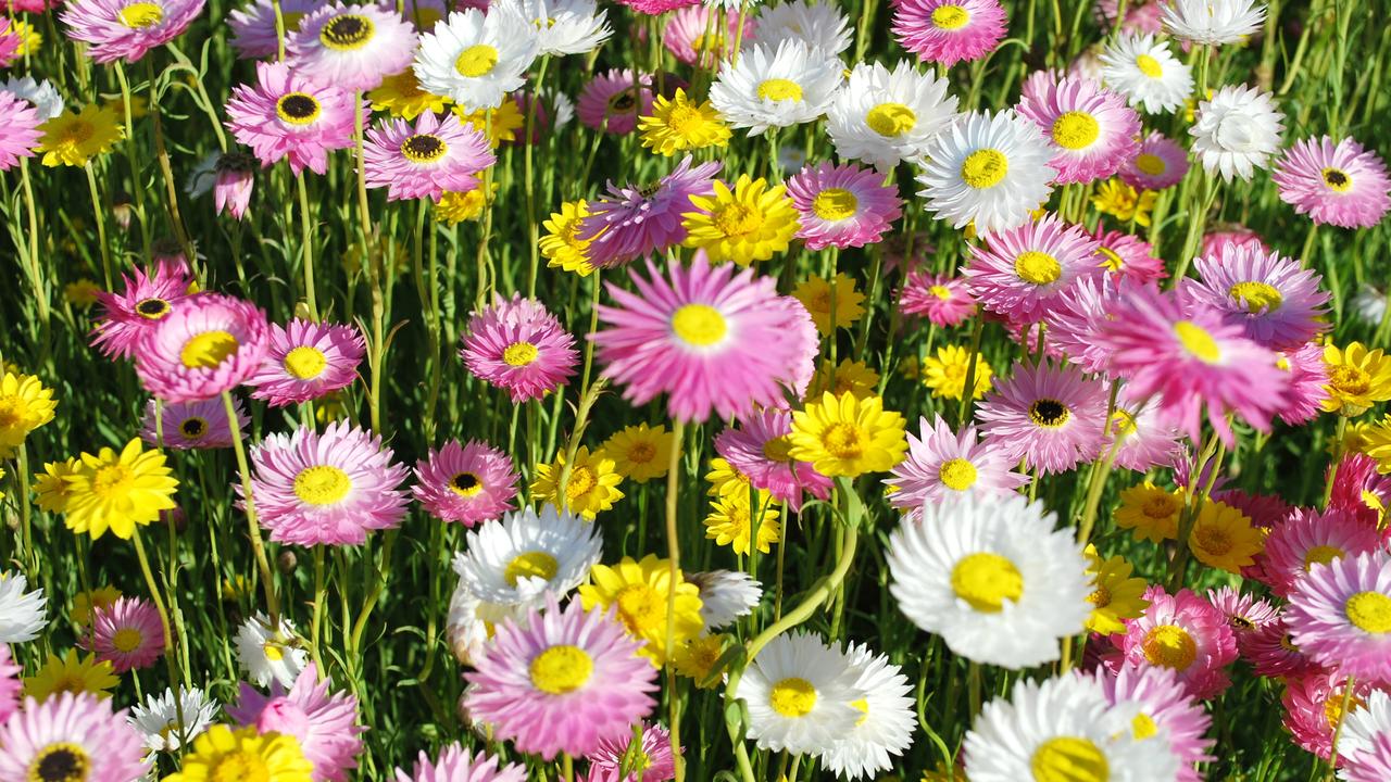 Daisies: who doesn’t love ’em? | The Australian